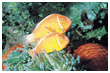 a yellow fish